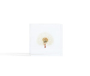 Dandelion Sola Cube